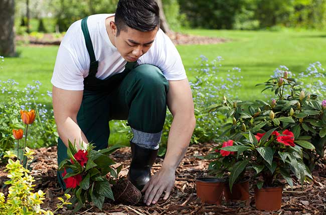 باغ و باغچه